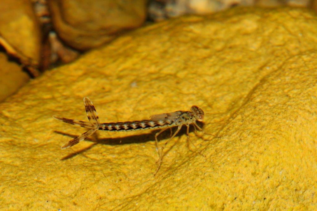 Larve di libellula da id:  Chalcolestes viridis